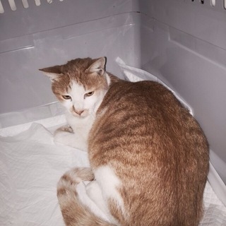 ラッキー　茶虎