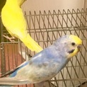 一時募集停止：セキセイインコ3羽の里親様募集