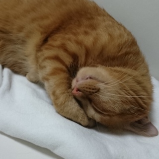 甘えたがりの社交的茶トラ