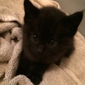仔猫を保護しました