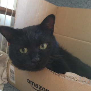 山奥に捨てられていた黒猫です。
