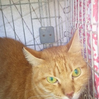 姫路市多頭崩壊行き場のない猫達❗