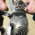 大人しい男の子です！