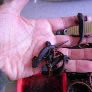 アカハライモリの里親募集