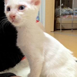 二ヶ月半の子猫ちゃんの里親さんを探してます！