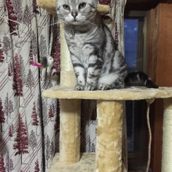 キャットタワー