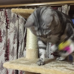 「キャットタワー」サムネイル2