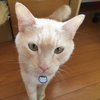 訳ありの仔です。トイレ、砂、フードお付けします。