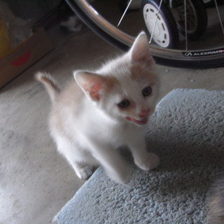 子猫　里親募集　茨城　三毛　人懐っこい