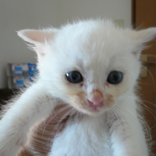 ★子猫（生後1ヶ半程度）いてます★