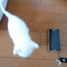 ★子猫（生後1ヶ半程度）いてます★ サムネイル2