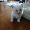 ★子猫（生後1ヶ半程度）いてます★ サムネイル3