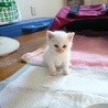 ★子猫（生後1ヶ半程度）いてます★ サムネイル4