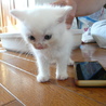 ★子猫（生後1ヶ半程度）いてます★ サムネイル5