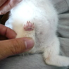 ★子猫（生後1ヶ半程度）いてます★ サムネイル6