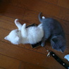 ★子猫（生後1ヶ半程度）いてます★ サムネイル7