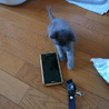 ★子猫（生後1ヶ半程度）いてます★ サムネイル2