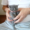 ★子猫（生後1ヶ半程度）いてます★ サムネイル4