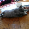 ★子猫（生後1ヶ半程度）いてます★ サムネイル5