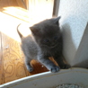 ★子猫（生後1ヶ半程度）いてます★ サムネイル6