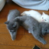 ★子猫（生後1ヶ半程度）いてます★ サムネイル7