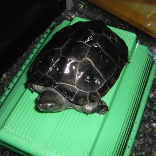 里親さん決まりました。有難う御座いました。