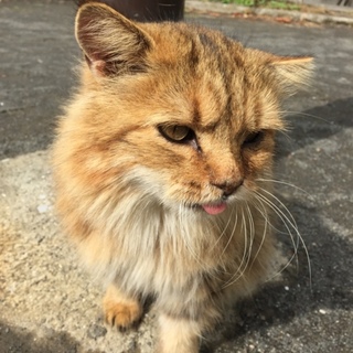 人懐こい甘えん坊の♂