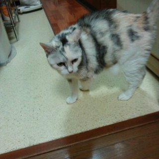 寂しがりやの老猫です