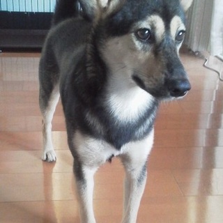 里親になってくださる方を募集しています。