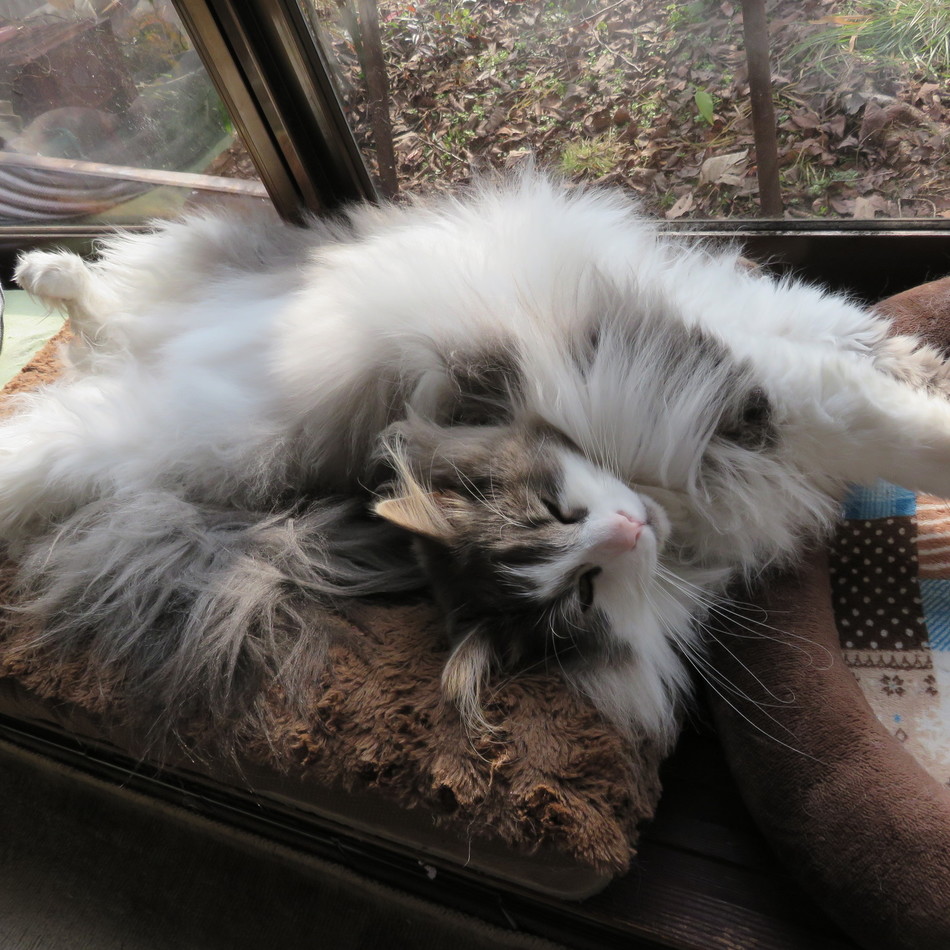 リヒトのカバー写真