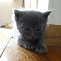 ★子猫（生後1ヶ半程度）いてます★