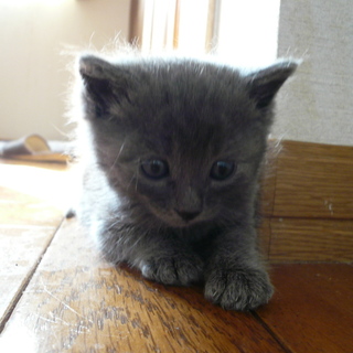 ★子猫（生後1ヶ半程度）いてます★