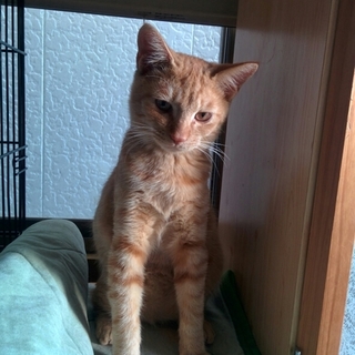 茶トラ　オス　膝が大好き　甘えん坊です。