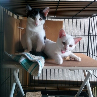 白黒のメス　兄弟がいます。人間大好き　甘えん坊