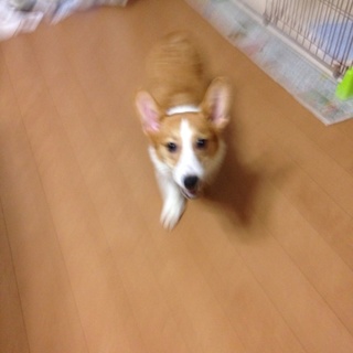 コーギーのヒロくん