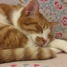 こまきねこ