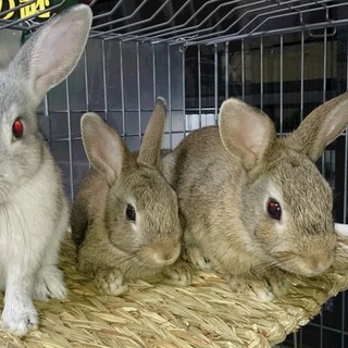 ありがとうございました。かわいがって下さい！