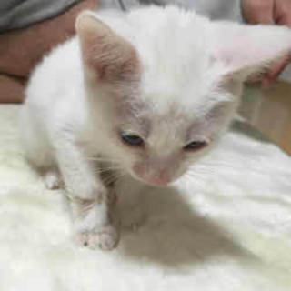 アクセルくん　真っ白でブルーの瞳の男の子　2か月半