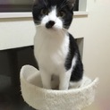 元気いっぱいきょうだいこねこルクちゃん（♂）