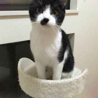 元気いっぱいきょうだいこねこルクちゃん（♂）