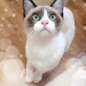 元気いっぱいきょうだいこねこミルちゃん（♀）