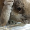 こうっさ