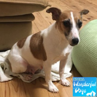 「フィズ」推定6歳♀