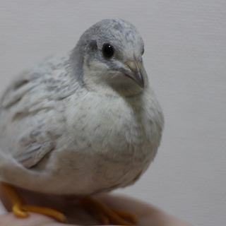 ヒメウズラのオス