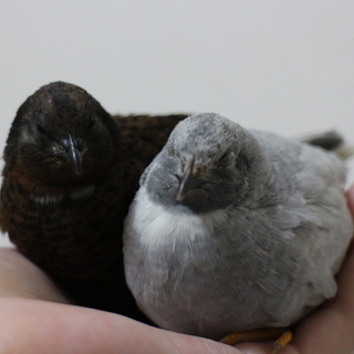 ヒメウズラのペア