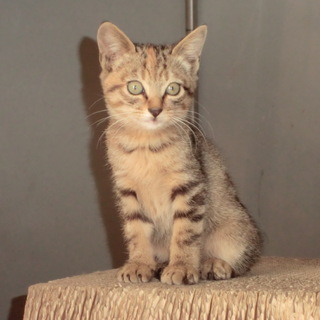 子猫の里親急募