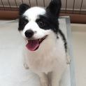 たくさん愛情を注いでくださる飼い主様募集！