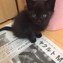 人懐こい黒猫の子です