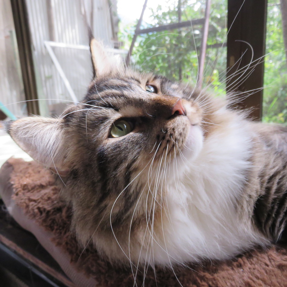 アルのカバー写真