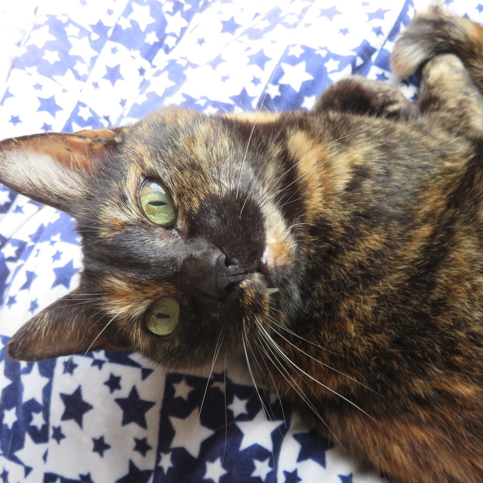 ラッタンのカバー写真